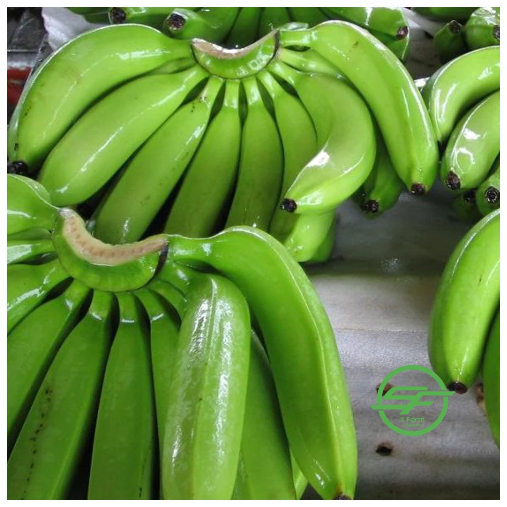 BEST SELLING COMPETITIVE PRICE VIETNAM FRESH BANANA CAVENDISH TO DUBAI MALAYSIA JAPAN KOREA
