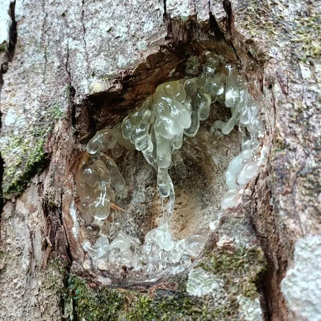 TOP PRICE Indonesia Origin Natural Gum Damar AB CD AC EE DUST EXPORT QUALITY AGRICULTURE PRODUCT DRY SUN PROCESS