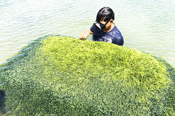  Высококачественная свежая морская Икра Премиум-качества/соленая Икра/дегидратированная зеленая W/A + 84 90 335 49 81 (Kim)