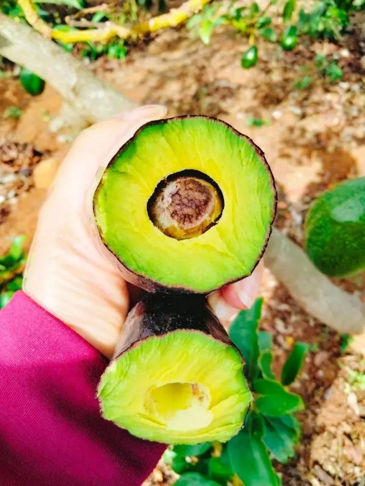 
Best Choice High quality Fresh Avocado Shipping from Vietnam 