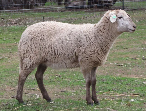 Wiltipoll sheep,cow,camel,sheep,goat,ox,bull