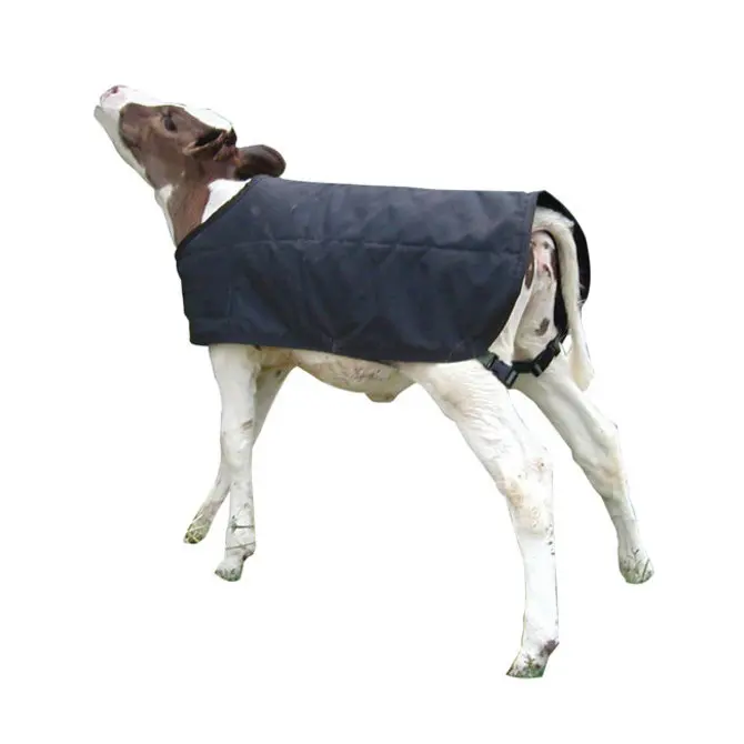 NEW BORN CALF WARM COVER BLANKET JACKET MADE OF WATER RESISTANT FABRIC QUILT LINED