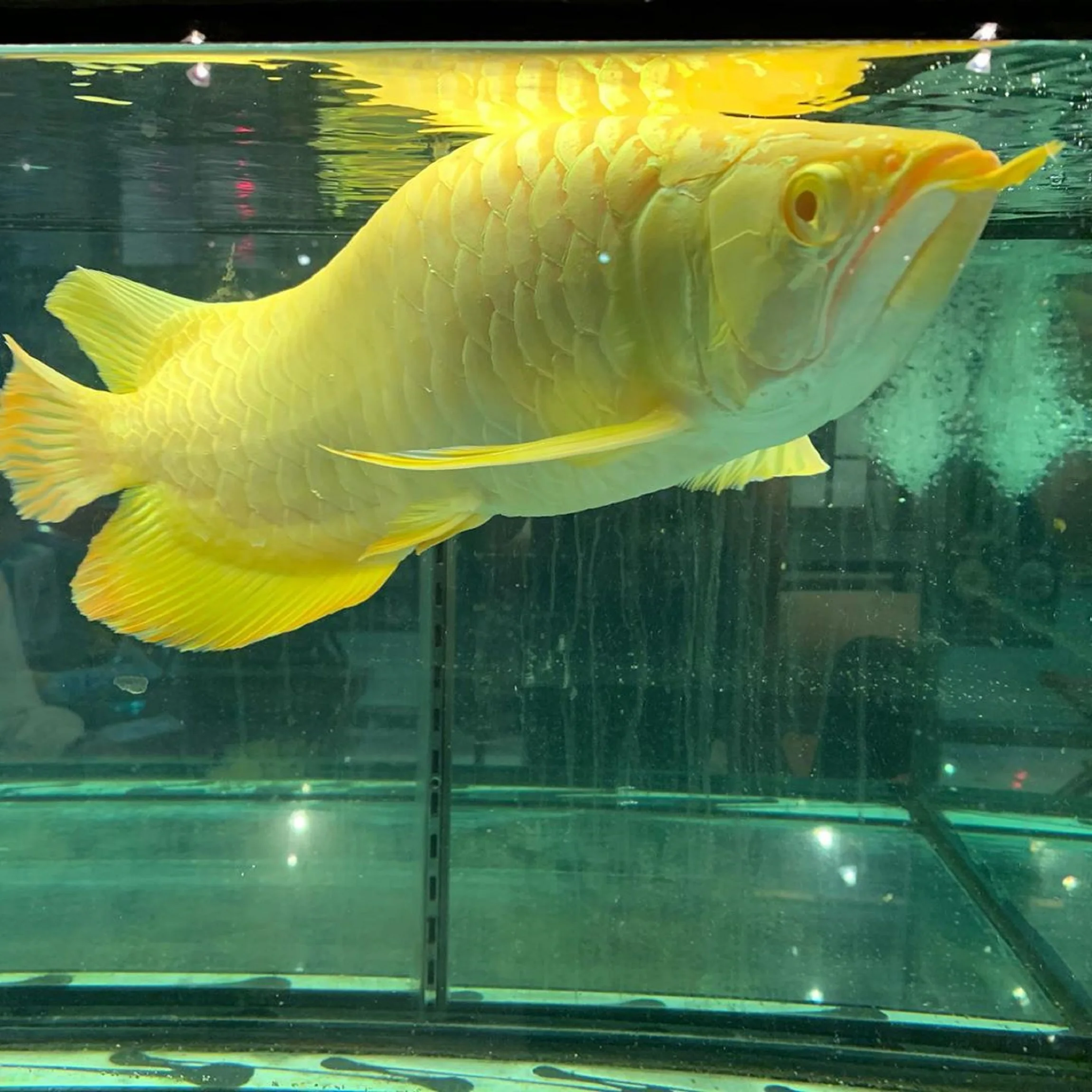 Лидер продаж, рыба Arowana