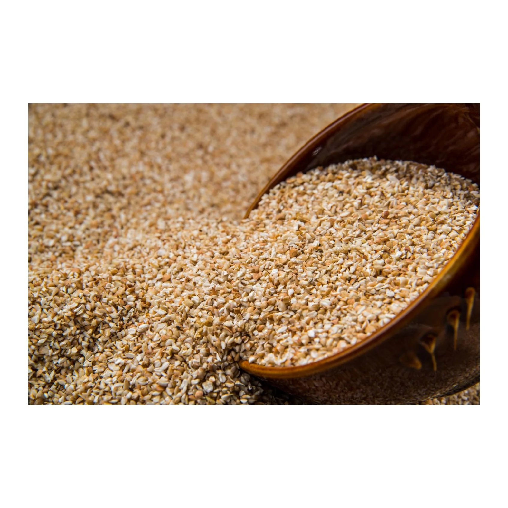Organic wheat grain from reliable supplier