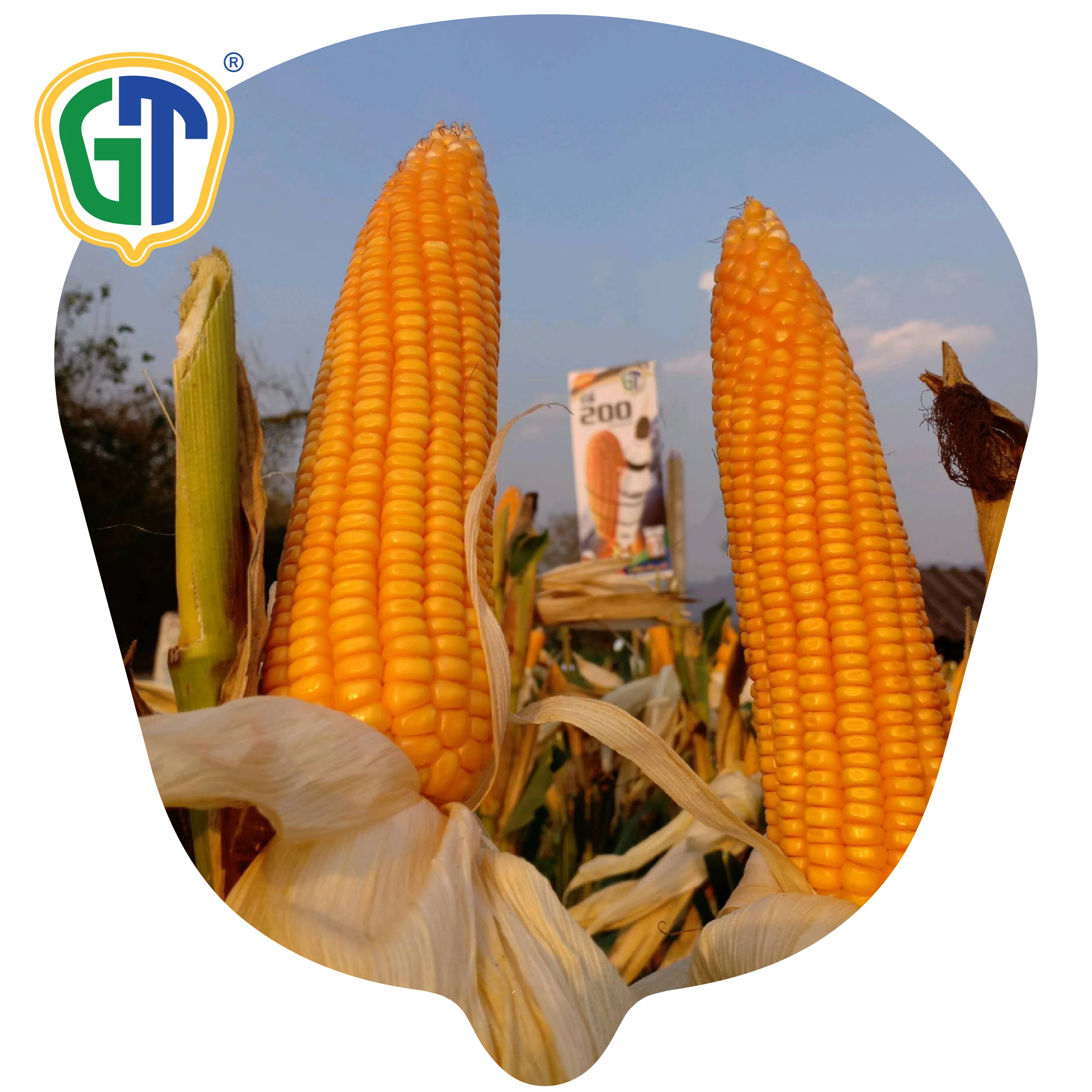 
52 Days Flowering 84-86% Shelling Orange Yellow Kernel Color Medium Size Hybrid Corn Seeds 
