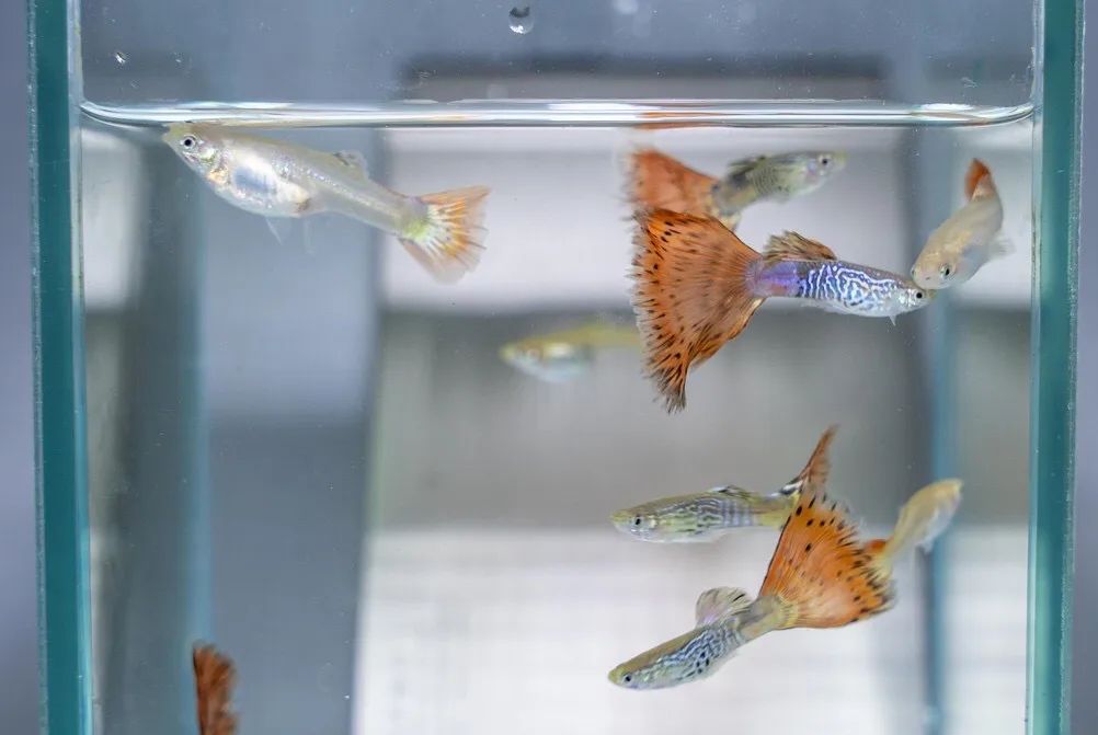 
SNAKE SKIN RED TAIL MOSAIC GUPPY FISH - Multicolor Thailand Guppy Fish Premium Quality Ornamental Aquariums 