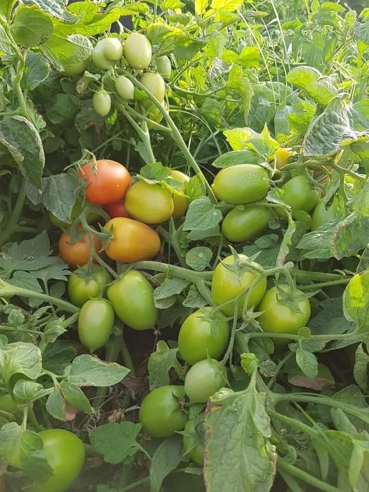  Семена томатного гибрида султана