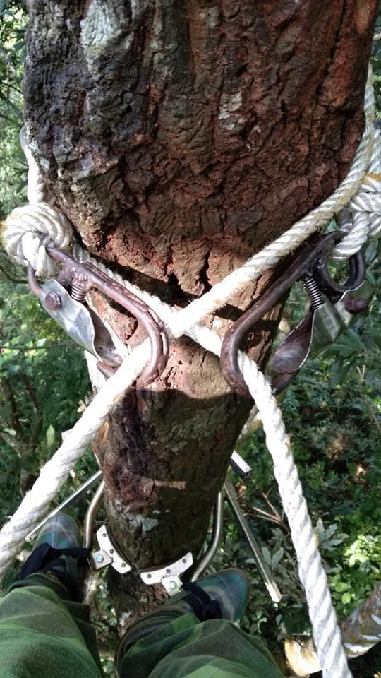 Высококачественное эфирное масло стиракса бензоина Сиама/сиамовая камедь бензоина/сырая бензоиновая Смола из Вьетнама г-жа Люси + 84 929 397 651