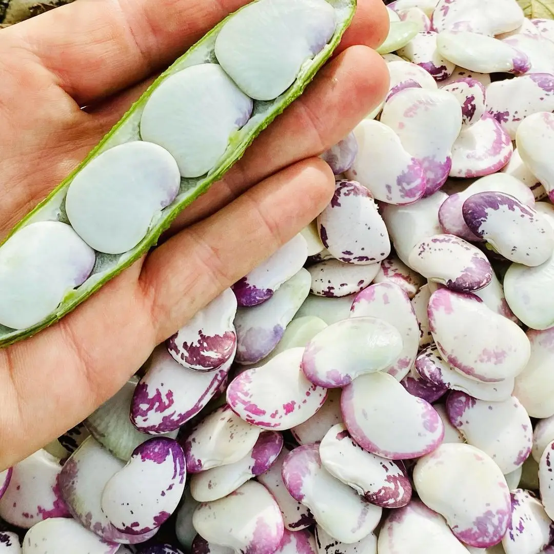 
Certified African Lima Beans 