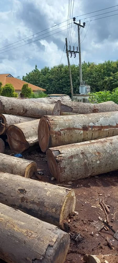 High Quality Amozambique Wood Black Hyeua Mozambique Logs Wood Teak Timber