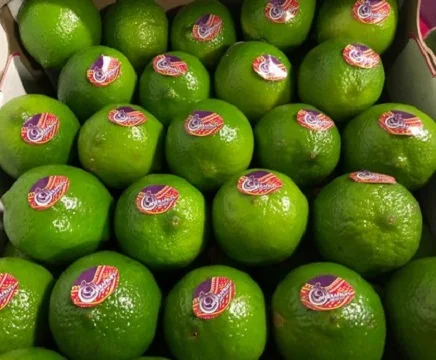 
Yellow Lemon/Top Quality Fresh Lemon Fruit/Yellow Lemon 