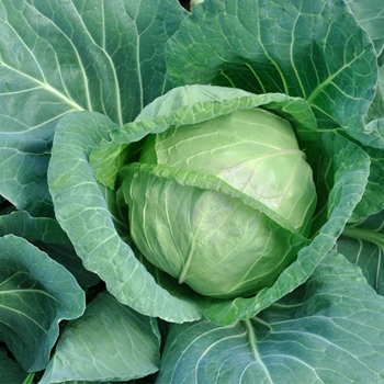 Top Grade Fresh Celery Cabbage ,Celery Cabbage