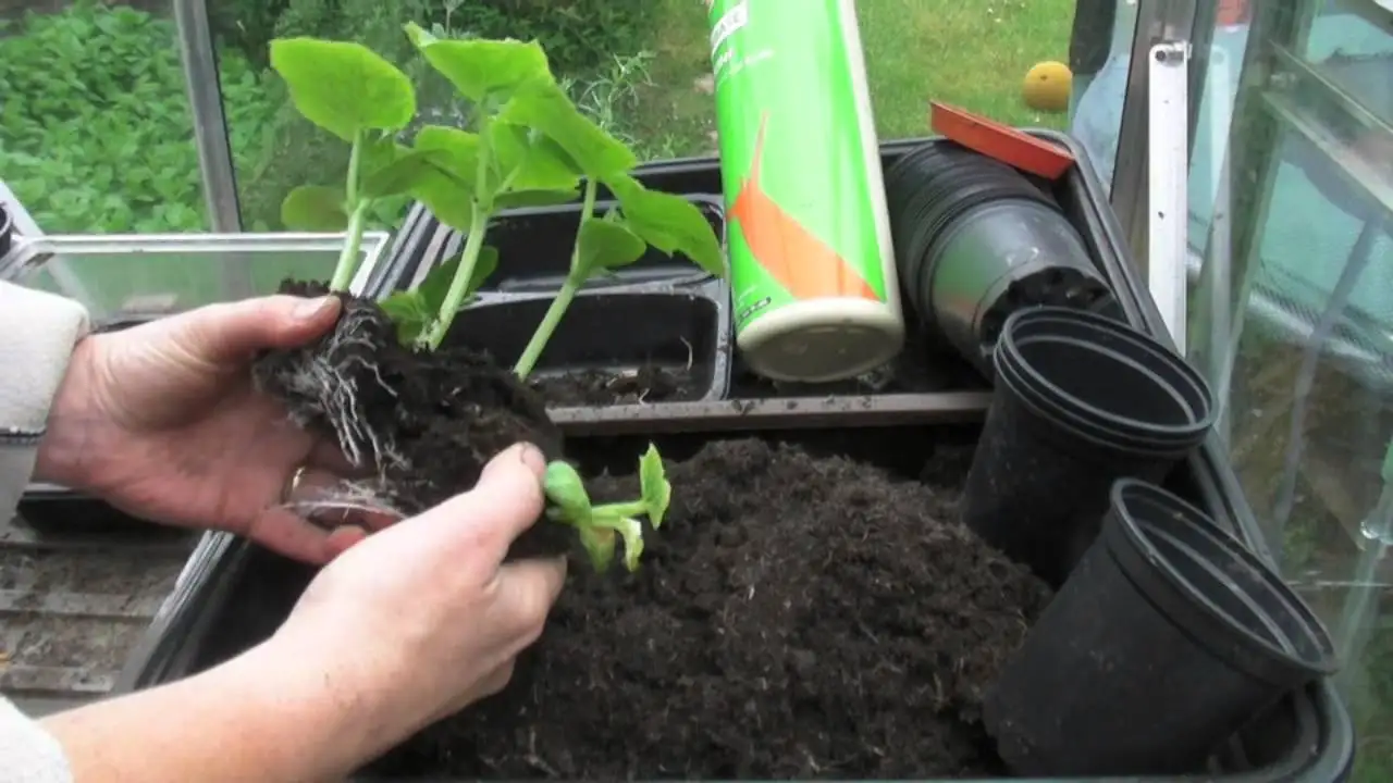 Торфяной мох по лучшей цене из Вьетнама Ms Sophie + 84 901 022 641