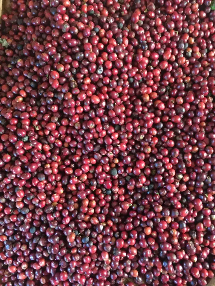 
Made in Vietnam Wholesales Green Beans Coffee Coffee Green Beans Robusta Coffee Bean 