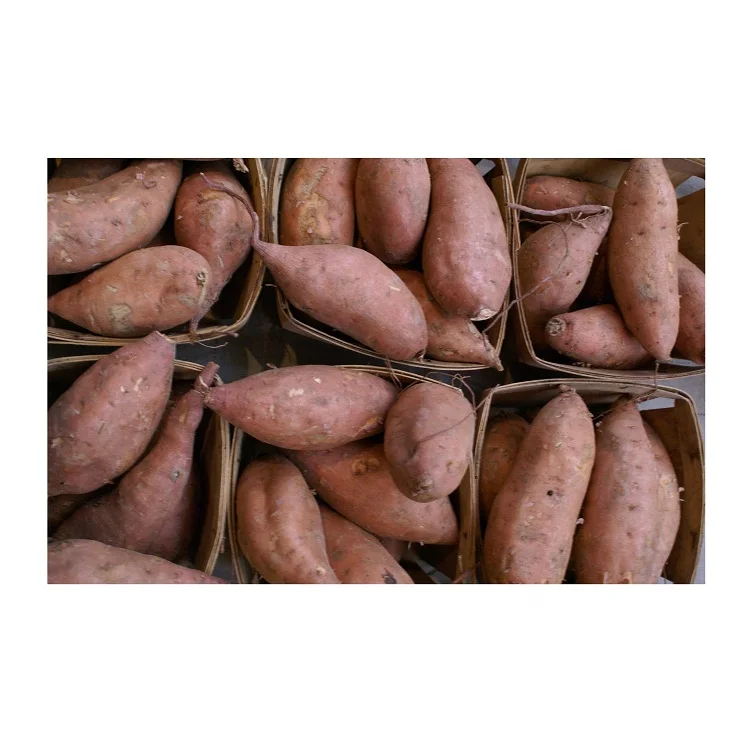 Best Seller Of Fresh Sweet Potatoes At Low Prices