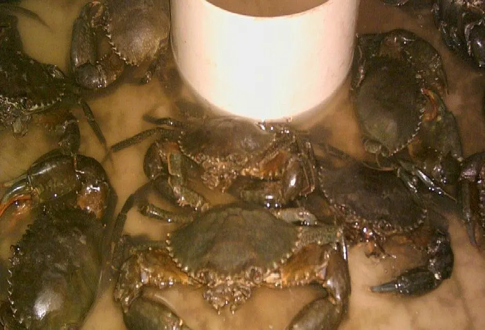 
mud crabs from Sri Lanka 