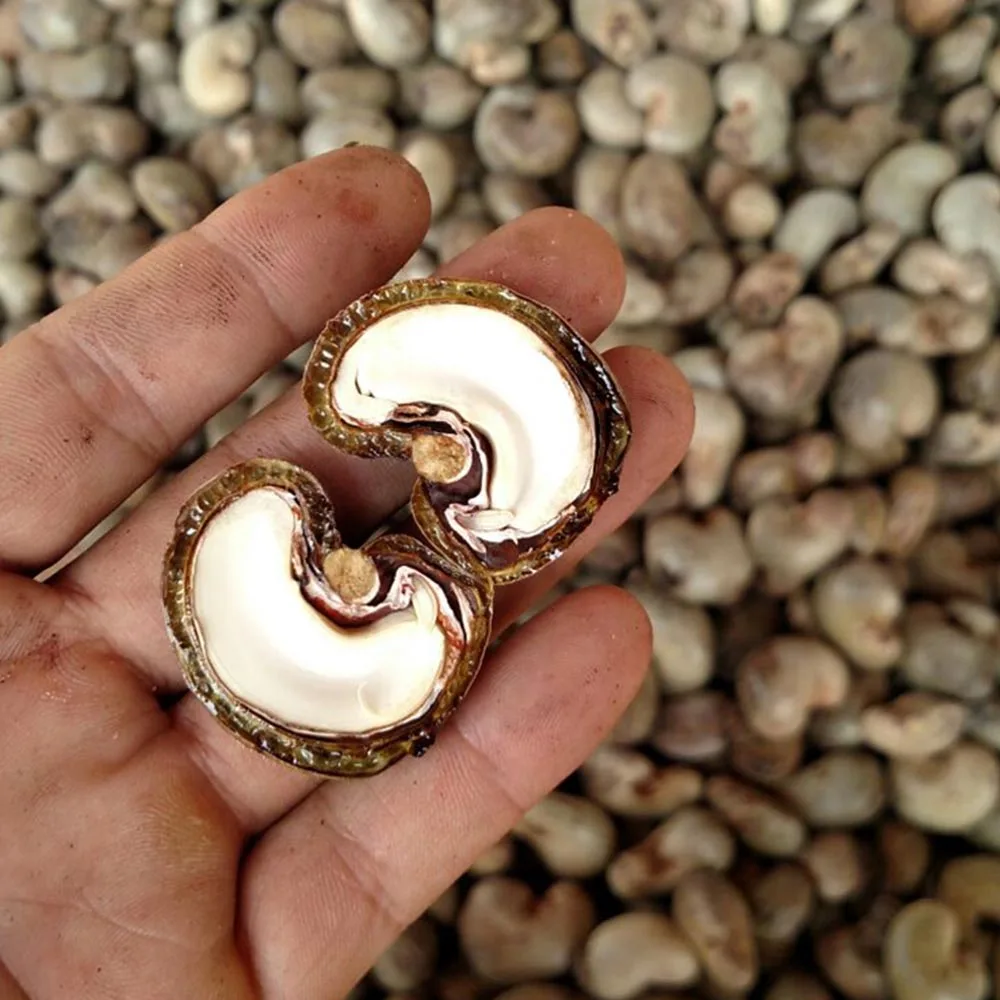 Vietnam Professional Raw Cashew nuts provider (Ho Chi Minh Port) Natural Cheap New Raw cashew nuts every season