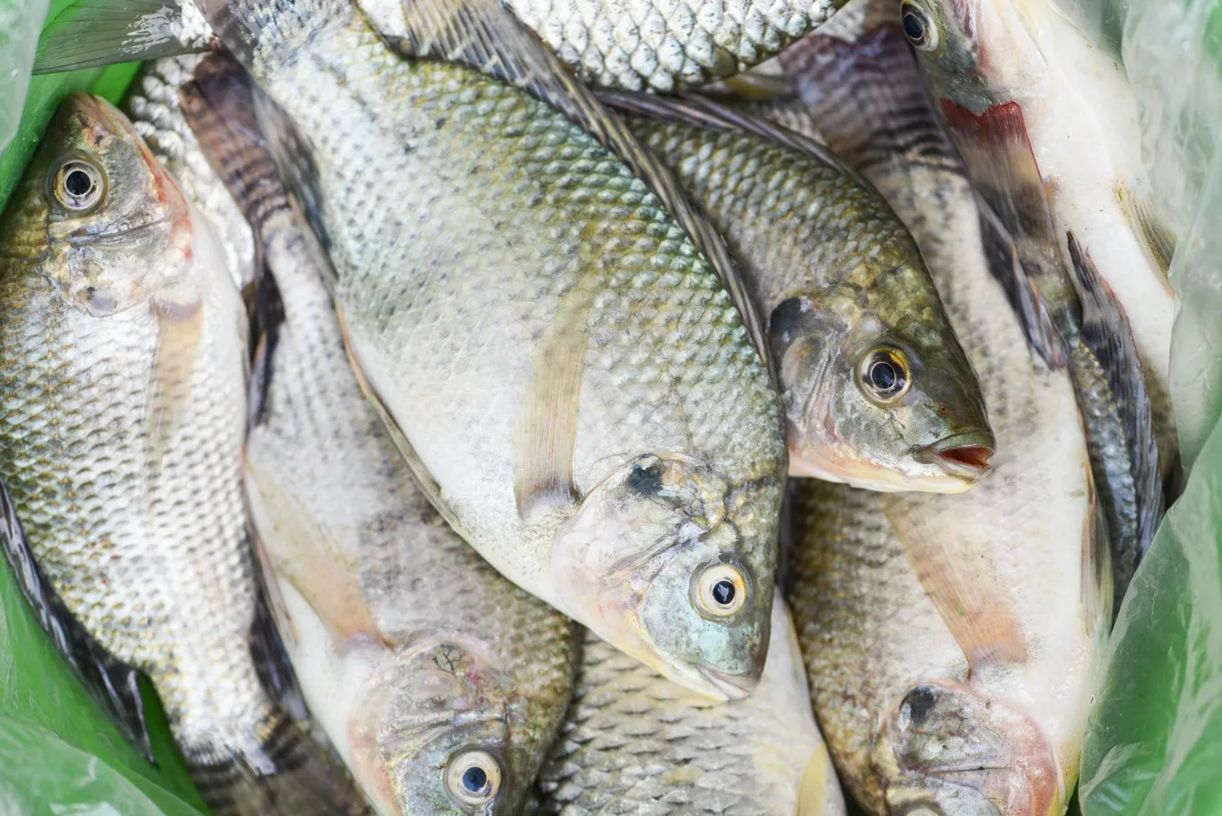 FROZEN BLACK TILAPIA WR (OREOCHROMIS MOSSAMBICUS) Glazing 10 Size 300-500 grams-pc