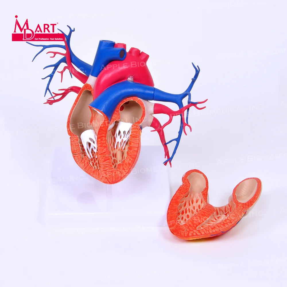 Артерия и венозная модель сердца с открытой камерой для модели человеческих органов
