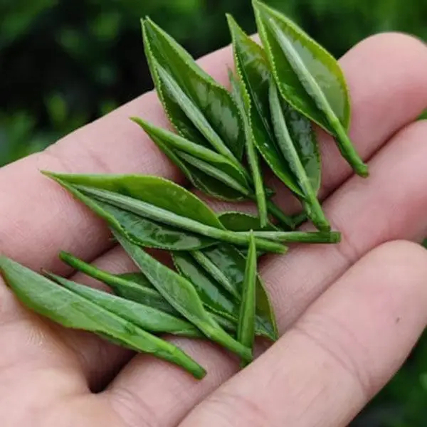 60kg Weight Healthy Slimming Organic Drinks New Age Blended Green Tea With Shelf Life 2 Years From Vietnam