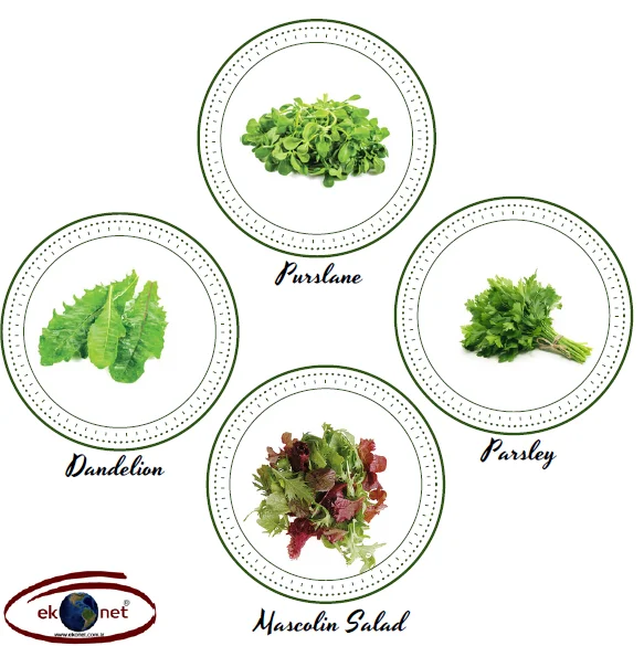 Fresh Parsley Bulk High Quality from Turkey Wholesale Green Color Flat Leaf