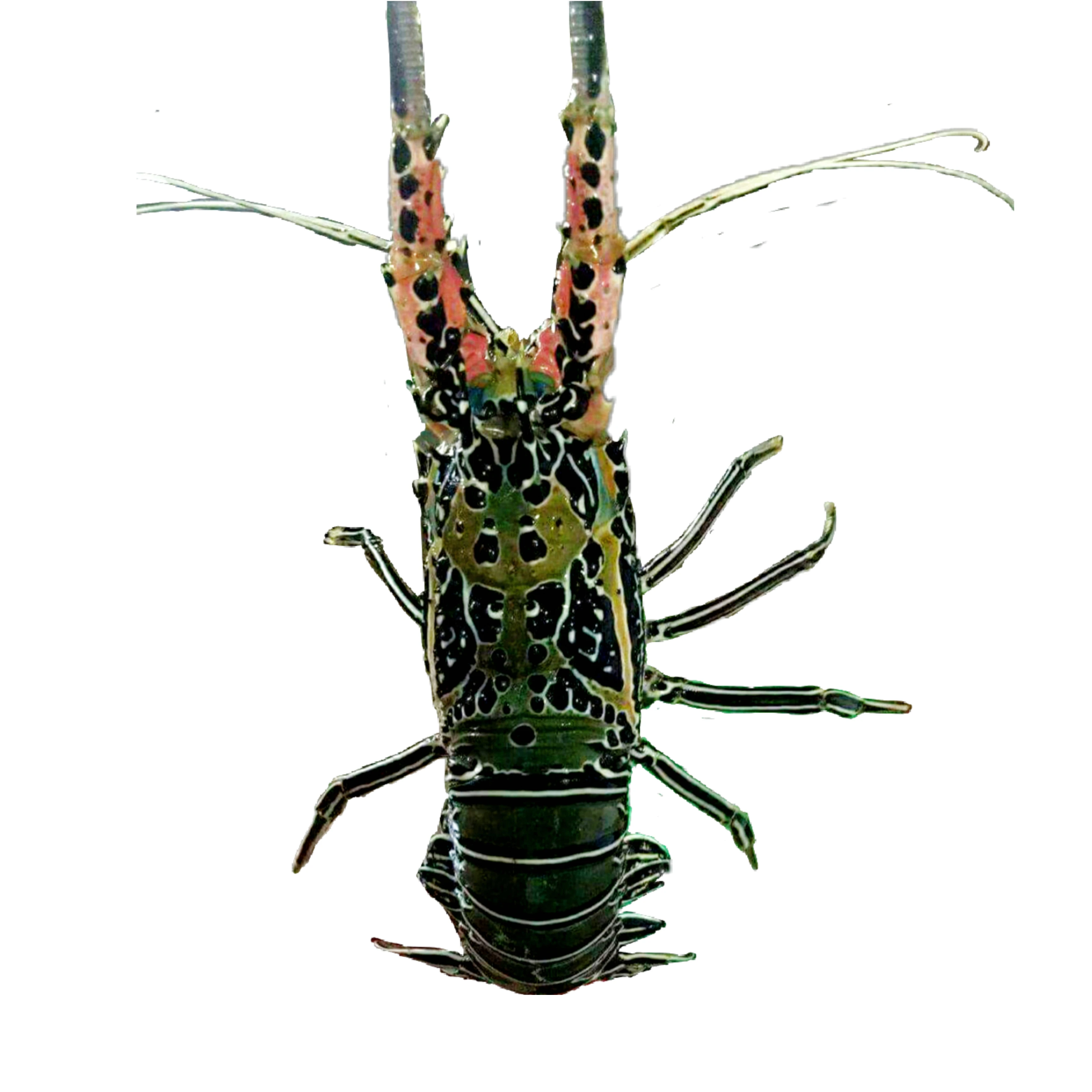  100% Fresh Alive Lobster - Live