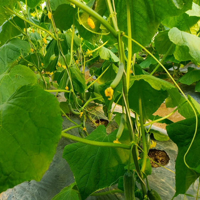 
Fresh and Young Cucumber with high quality made in Vietnam 