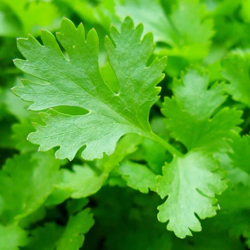 Parsley Seed Organic Essential Oil For Treating Arthritis