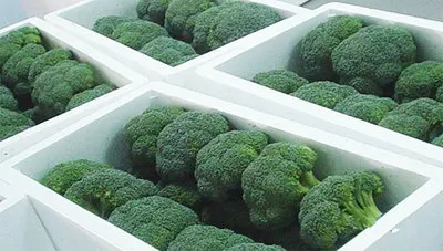 Поставка свежих брокколи из Вьетнама высокое качество _ Vikafoods (+ 84983028718)