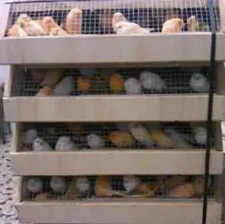 
Large Sizes Singing Canary Birds/Yorkshire Canary and Lancashire Canary 