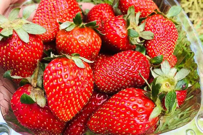 
High Quality Fresh Natural Strawberry 