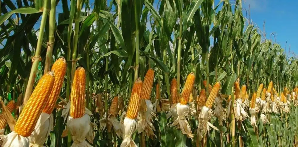 Yellow Corn & White Corn/Maize for Human Animal