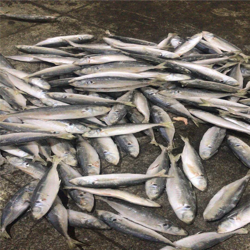 New Season Frozen Pacific Mackerel Fish best price