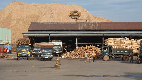 Распродажа вьетнамская Акация // сосна эвкалиптовая древесная щепа для бумаги /// низкая цена