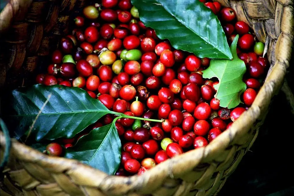  Вьетнамские зеленые кофейные зерна robusta-напиток для похудения-Whatsapp: +