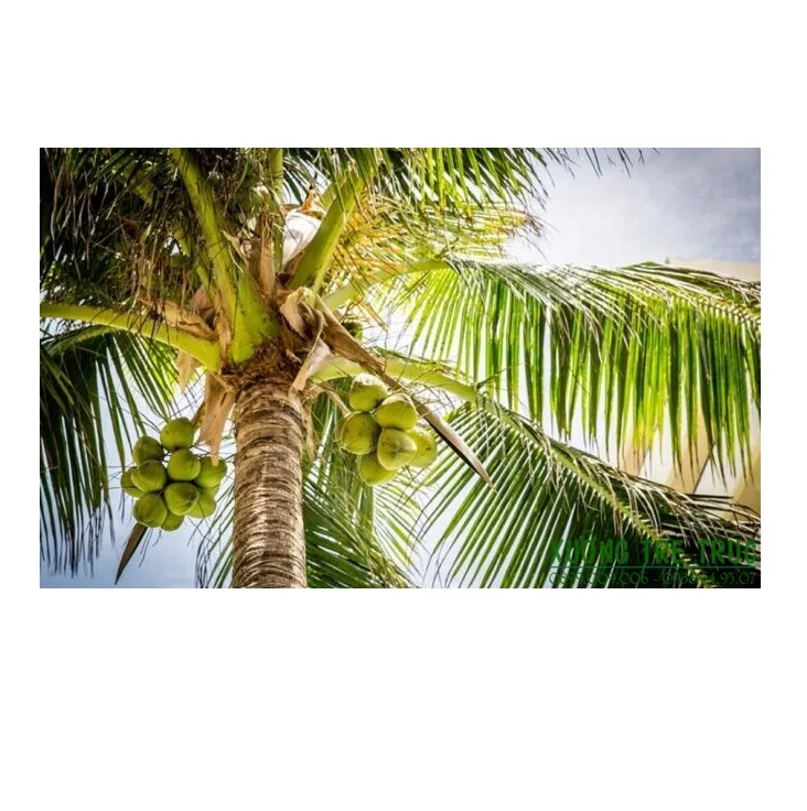  Высококачественный сироп с кокосовым нектаром сахаром обеспечивающий энергию из Вьетнама