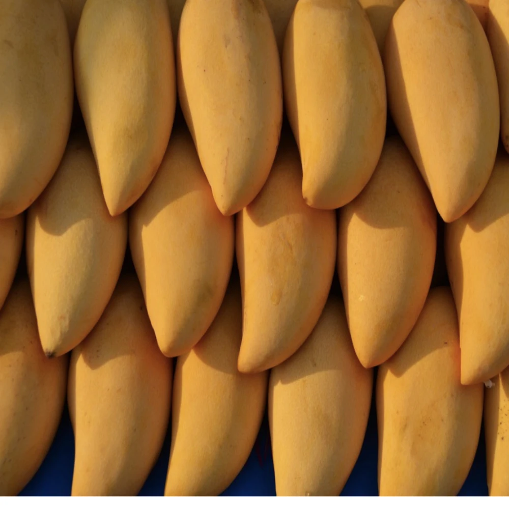 High Quality Fresh Mangos Fruit Sweet Namdokmai  mango fresh from Thailand