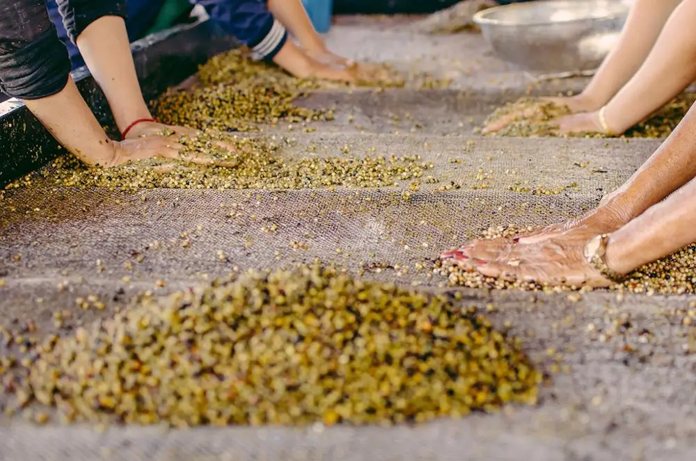 High Quality White Pepper