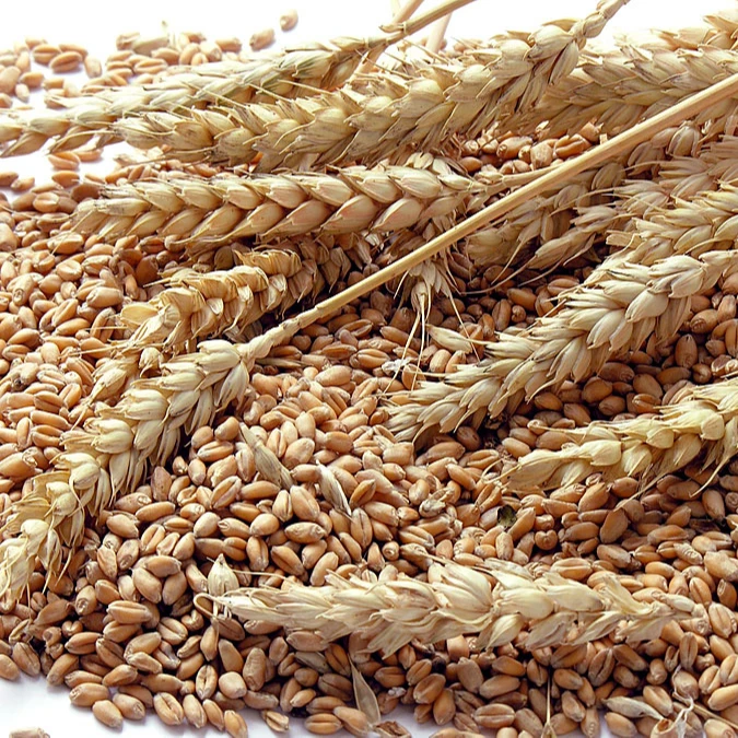Зерно пшеницы для продажи по