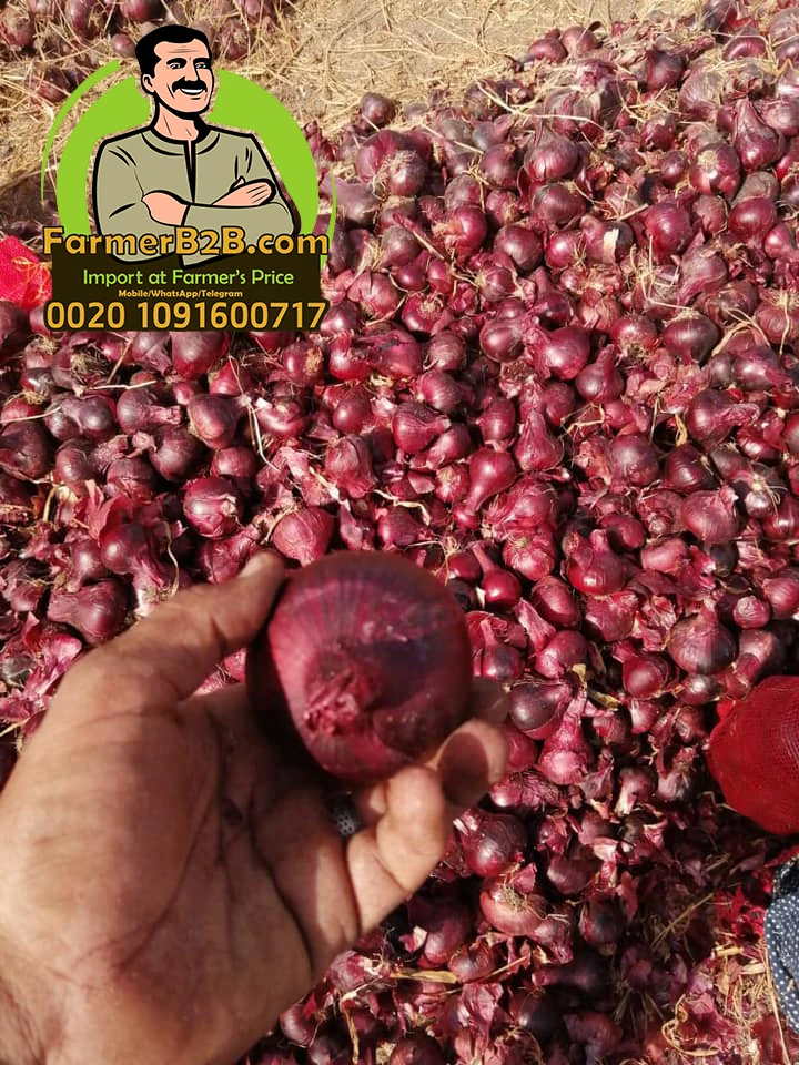 2021 NEW crop 100 mm Fresh Red Onion SUPER Quality VERY COMPETITIVE Prices