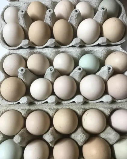 Fertilized egg of special chicken breed Light Sussex from Turkey best price High Quality