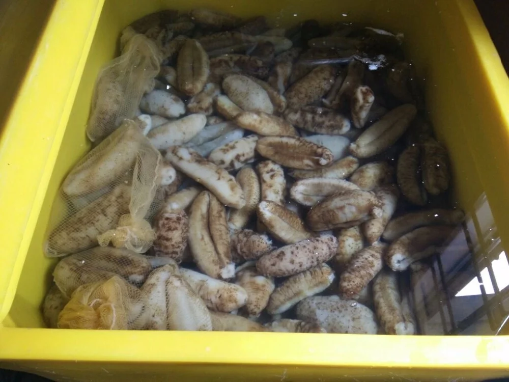 Best Quality Price Black Teat Dried And Frozen Natural Sea Cucumber For Export Gamat Natural Health Benefit Seafood