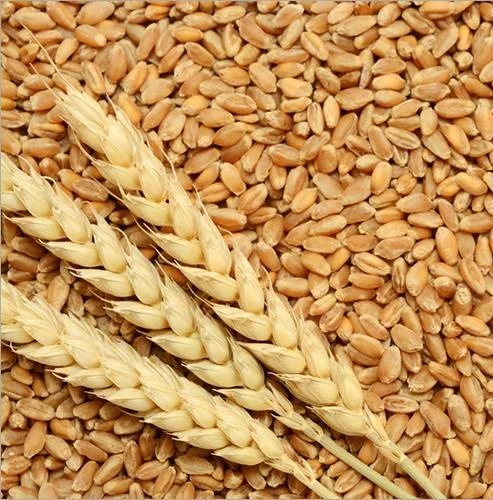 Wheat Grains, Certified Organic Whole Wheat