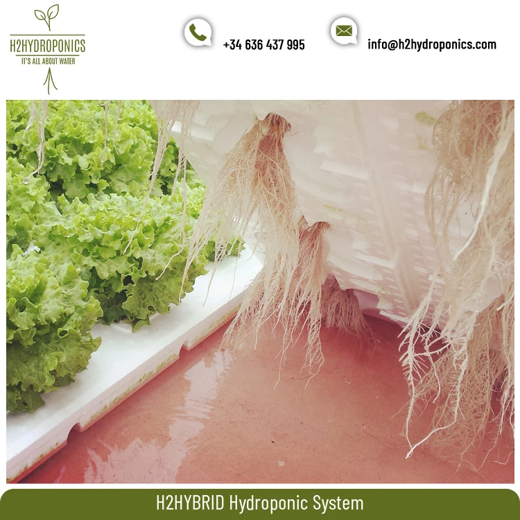
Agricultural H2HYBRID Hydroponic Growing Systems for Greenhouses and Indoor Farms 