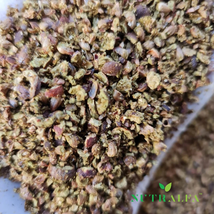 Жевательные ягоды Jenever zokhuni baga de zimro Jeneverbes