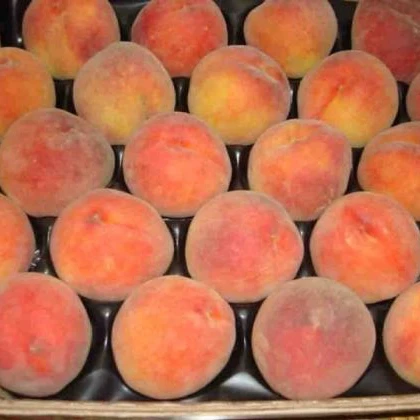 
 Свежий Персик по лучшей цене  