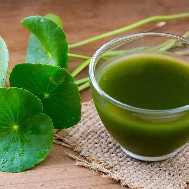 Fresh Centella Asiatica Herbal Extract Good for Health