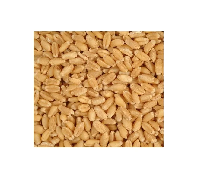 We Sell 100% Pure High Quality Wheat, At Low Price...
