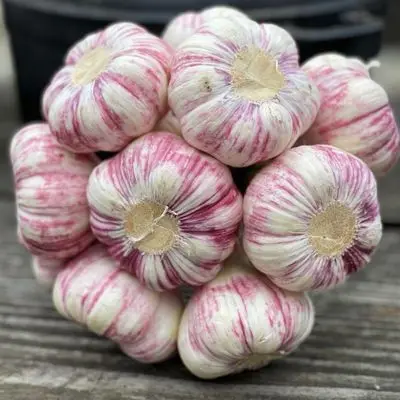 White  Fresh Garlic New Crop