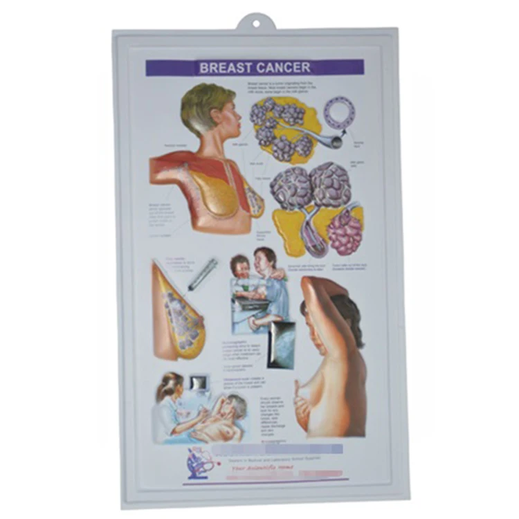 3D Medical Human Anatomy Heart Wall Charts  3d Heart Anatomy poster